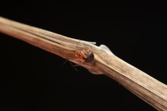 Ruborridion musivum