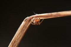 Ruborridion musivum