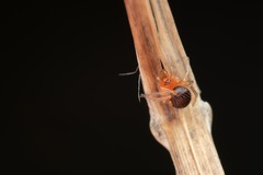 Ruborridion musivum