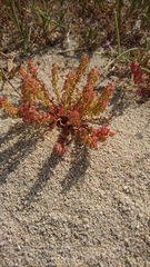 Rumex bucephalophorus