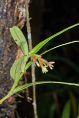 Epidendrum pseudoramosum image