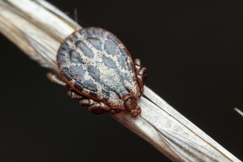 Ornate Sheep Tick