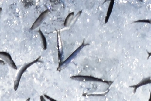 Northern Anchovy