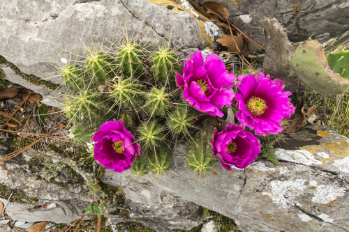 Echinocereus viereckii