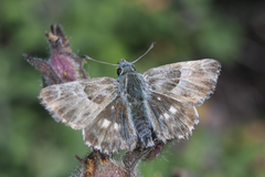 Muschampia orientalis