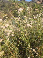 Eriogonum fasciculatum fasciculatum