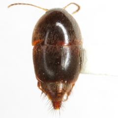 Sepedophilus crassus