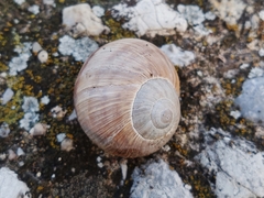Helix figulina
