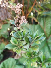 Holodiscus argenteus