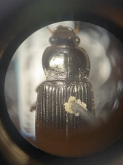 Anisodactylus binotatus