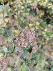 Holodiscus argenteus