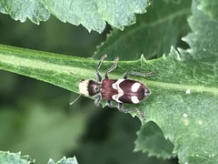Enoclerus bombycinus
