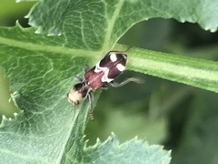 Enoclerus bombycinus