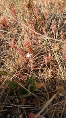 Sedum