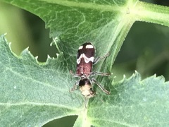 Enoclerus bombycinus