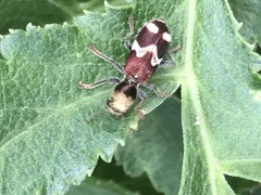 Enoclerus bombycinus