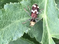 Enoclerus bombycinus