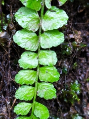 Asplenium viride image
