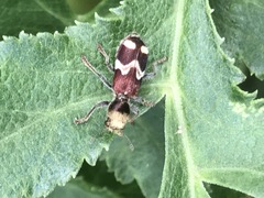 Enoclerus bombycinus