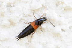 Philonthus nitidicollis