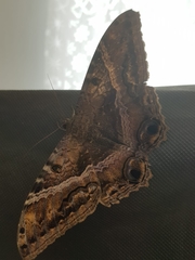 Ascalapha odorata