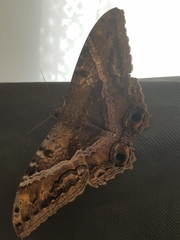Ascalapha odorata