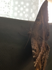 Ascalapha odorata