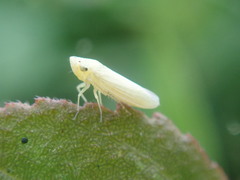 Xyphon reticulatum