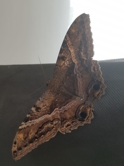 Ascalapha odorata