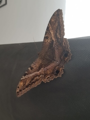 Ascalapha odorata