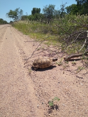 Chelonoidis chilensis