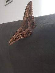 Ascalapha odorata