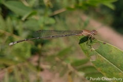 Pseudagrion rubriceps