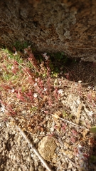 Sedum