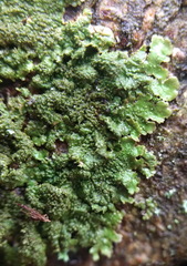 Melanohalea elegantula