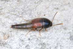 Sepedophilus marshami