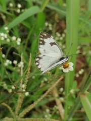 Pontia helice johnstonii