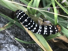 Xanthopastis moctezuma