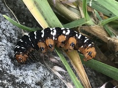 Xanthopastis moctezuma