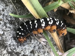 Xanthopastis moctezuma