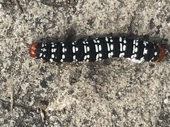 Xanthopastis moctezuma