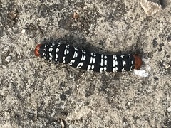 Xanthopastis moctezuma