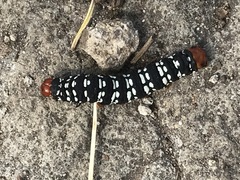 Xanthopastis moctezuma