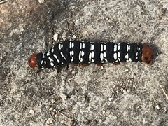 Xanthopastis moctezuma
