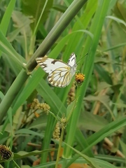 Pontia helice johnstonii