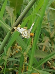 Pontia helice johnstonii