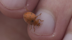 Henosepilachna argus