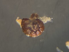 Polystomammina nitida