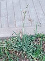 Nothoscordum gracile