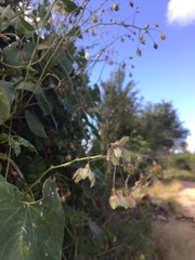 Pergularia daemia daemia